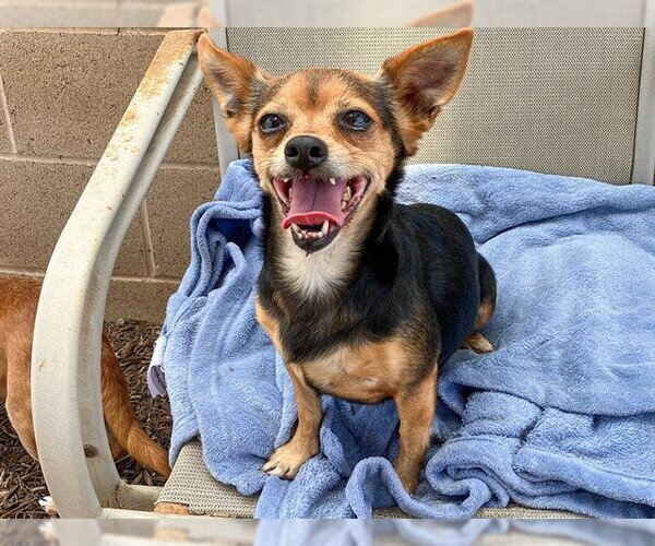 Medium Photo #3 Chihuahua-Unknown Mix Puppy For Sale in Orange, CA, USA