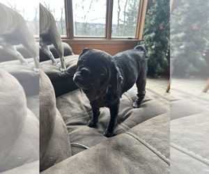 Mother of the Pug puppies born on 01/11/2026