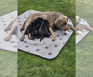 Mother of the Labrador Retriever puppies born on 03/27/2025