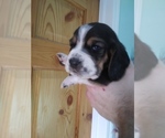 Small Photo #19 Basset Hound Puppy For Sale in PETERSBURG, IN, USA