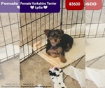 Small Yorkshire Terrier