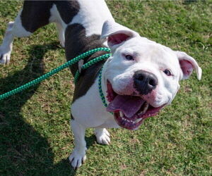 American Bulldog-Unknown Mix Dogs for adoption in Louisville, KY, USA