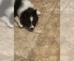Small #2 Pomeranian