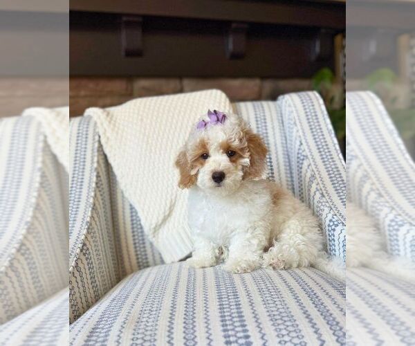 Medium Photo #4 Bichon Frise-Maltipoo (Miniature) Mix Puppy For Sale in BYRON CENTER, MI, USA