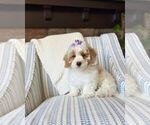 Small #3 Bichon Frise-Maltipoo (Miniature) Mix