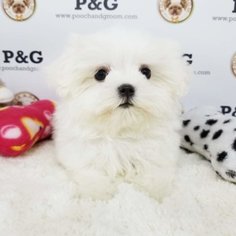 Maltese Puppy for sale in TEMPLE CITY, CA, USA