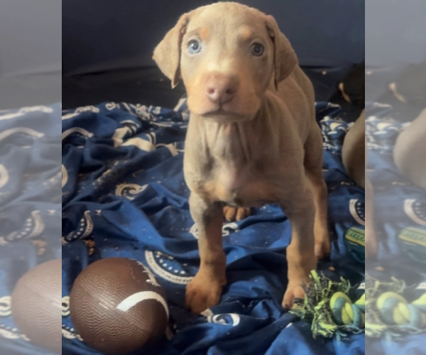 Medium Photo #23 Doberman Pinscher Puppy For Sale in HESPERIA, CA, USA