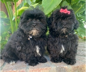Shih-Poo Puppy for sale in LOS ANGELES, CA, USA