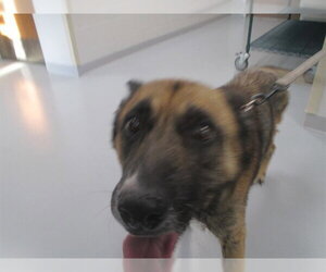 German Shepherd Dog-Unknown Mix Dogs for adoption in Ocala, FL, USA
