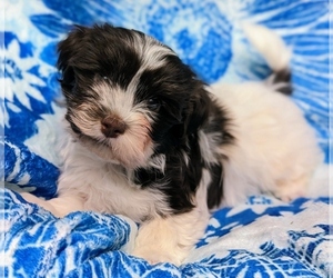 Havanese Puppy for sale in POST FALLS, ID, USA