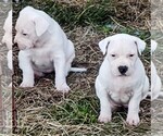 Small Photo #3 American Bandogge Puppy For Sale in TOMBALL, TX, USA