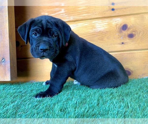 Medium Photo #2 Cane Corso Puppy For Sale in NARVON, PA, USA