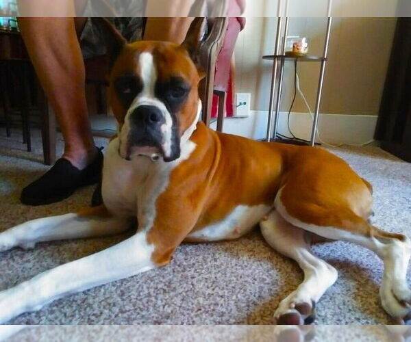 Medium Photo #2 Boxer Puppy For Sale in Austin, TX, USA