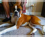 Small #1 Boxer