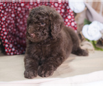 Small Photo #4 Poodle (Standard) Puppy For Sale in PEYTON, CO, USA