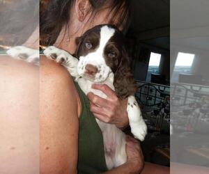 English Springer Spaniel Puppy for Sale in MEAD, Washington USA