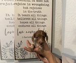 Small Photo #14 Dachshund Puppy For Sale in HONDO, TX, USA