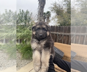 German Shepherd Dog Puppy for sale in MADISON, CA, USA