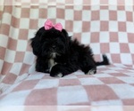 Small #4 Shih-Poo