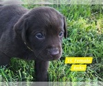 Puppy Chocolate YC Labrador Retriever