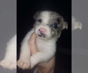 Chiranian Puppy for sale in ANNISTON, AL, USA