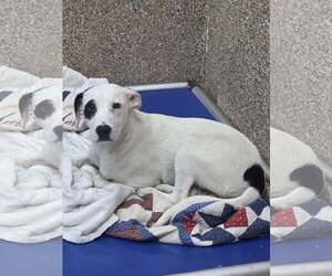 Dalmatian-Unknown Mix Dogs for adoption in Martinsburg, WV, USA