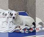 Small Dalmatian Mix