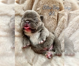French Bulldog Puppy for sale in OJAI, CA, USA