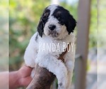 Puppy Panda Cavapoo-Miniature Bernedoodle Mix