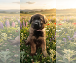 Small #2 German Shepherd Dog