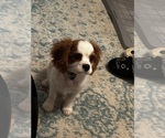 Small #5 Cavalier King Charles Spaniel