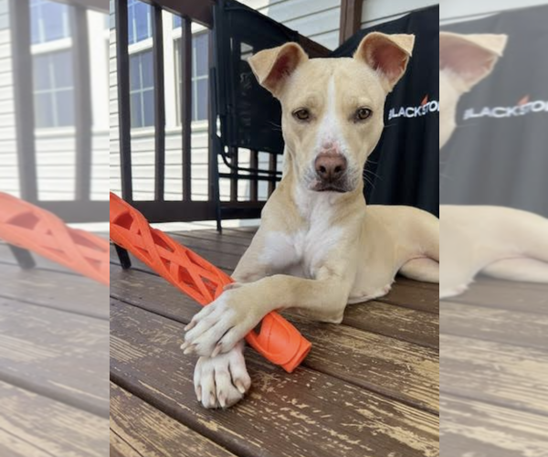 Medium Photo #1 Mutt Puppy For Sale in Thomasville, NC, USA