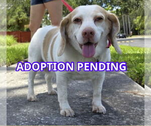 Beagle Dogs for adoption in Dunnellon, FL, USA