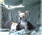 Small Boston Terrier