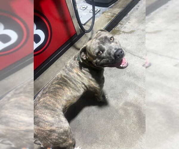 Medium Photo #3 American Pit Bull Terrier-Unknown Mix Puppy For Sale in Mission Viejo, CA, USA