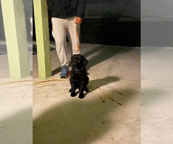 Medium Photo #4 Labrador Retriever Puppy For Sale in ALTAMONTE SPG, FL, USA
