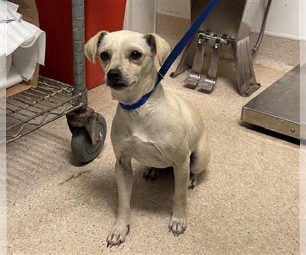 Medium Photo #1 Chihuahua Puppy For Sale in Bakersfield, CA, USA