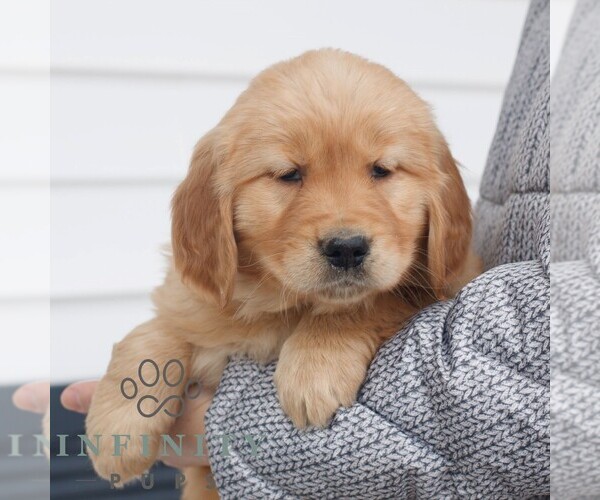 Medium Photo #4 Golden Retriever Puppy For Sale in COATESVILLE, PA, USA