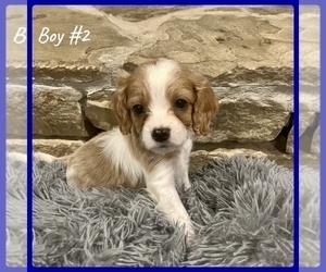 Cavapoo Puppy for sale in EL RENO, OK, USA