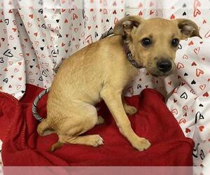 Chihuahua-Unknown Mix Dogs for adoption in Modesto, CA, USA