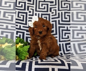Double Doodle Puppy for sale in NOTTINGHAM, PA, USA