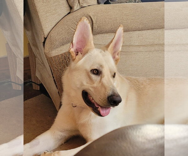 Medium Photo #1 Unknown-white german shepherd Mix Puppy For Sale in Hinckley, IL, USA