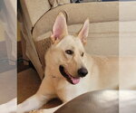 Small white german shepherd Mix