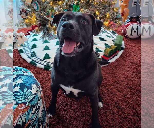 Medium Photo #7 Mutt Puppy For Sale in Myrtle Beach, SC, USA