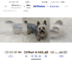 Small Photo #1 Poodle (Toy)-Yorkshire Terrier Mix Puppy For Sale in BENNINGTON, IN, USA