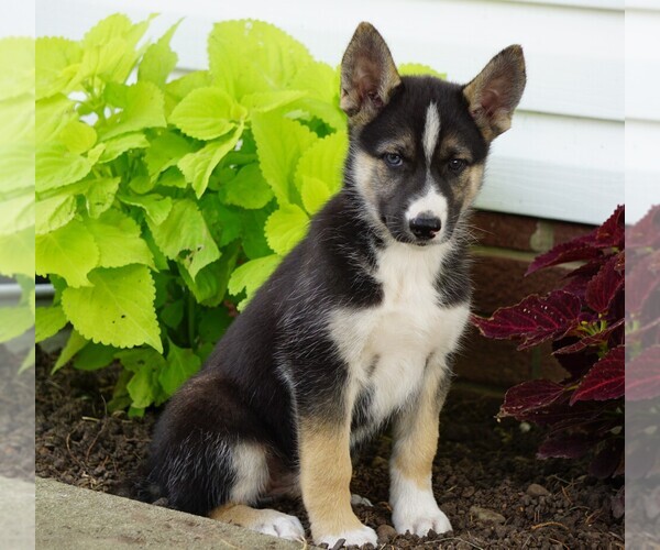 Medium Photo #1 German Shepherd Dog-Siberian Husky Mix Puppy For Sale in FREDERICKSBG, OH, USA
