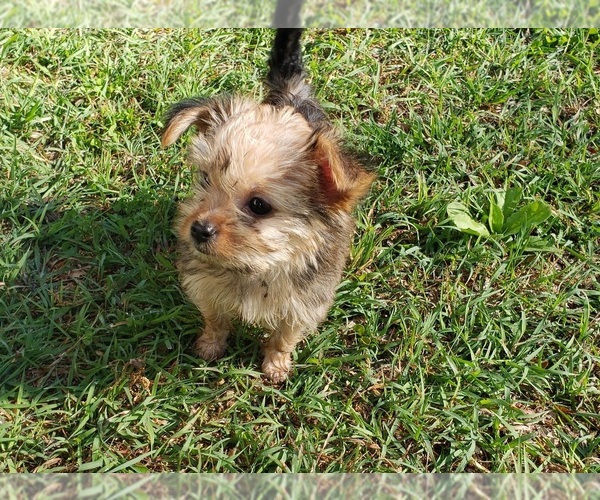 Medium Photo #20 Shorkie Tzu Puppy For Sale in NEVADA, TX, USA