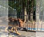 Small #1 Siberian Husky