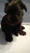 Small Photo #1 Schnauzer (Miniature) Puppy For Sale in LYNCHBURG, VA, USA