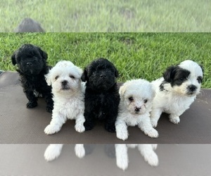 Maltipoo Puppy for sale in VALDOSTA, GA, USA